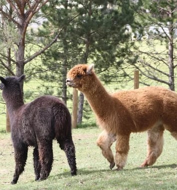 Parc animalier