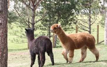Parc animalier